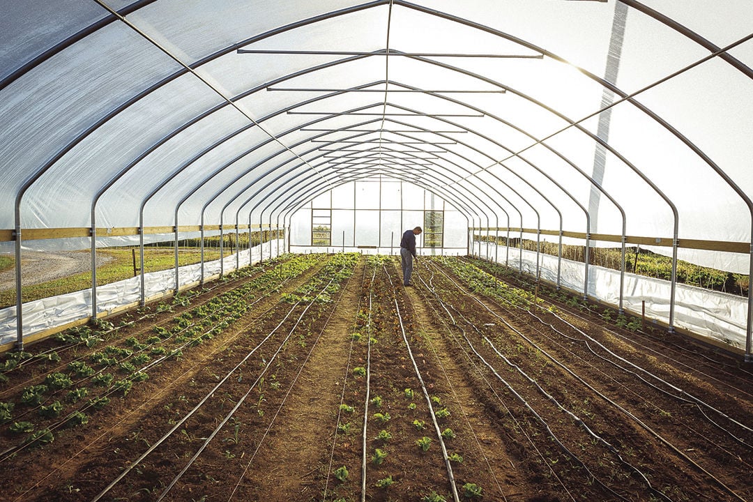 Hoop structures provide alternative methods for produce farmers | News ...