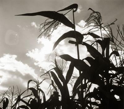 Ethanol struggling with corn prices