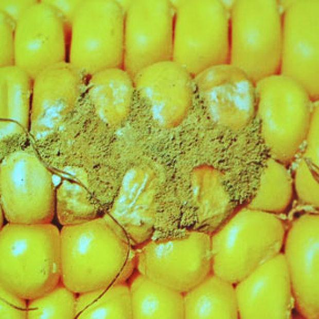 afla toxin fungus research papers