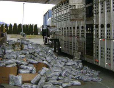Marijuana Cattle Trailer