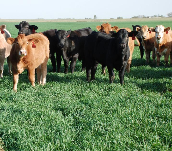 Oklahoma cattle market update News