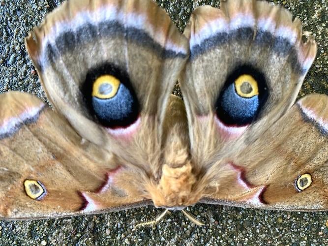 Anne's moth cake – National Moth Week
