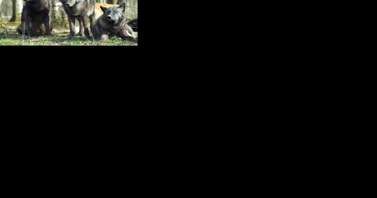 Dream of wildlife corridor slowly becoming reality - Vimarsana News