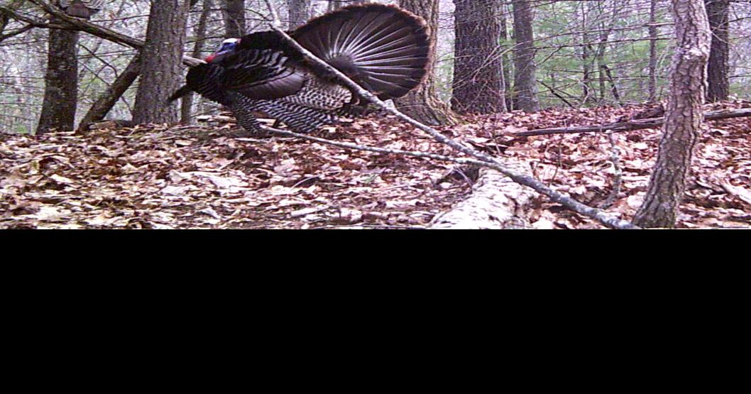 Fall turkey season opens Oct. 14 Sports