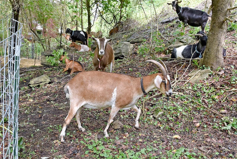 Goat walk to be held Sunday | News | fayettetribune.com