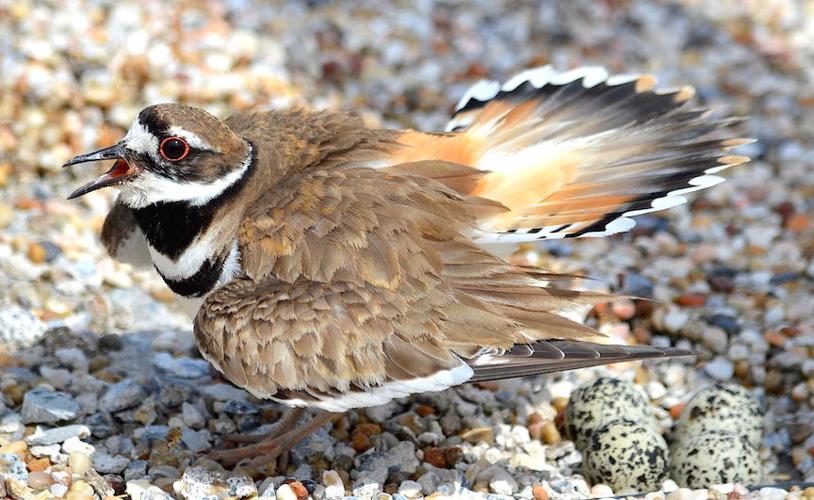 It's nesting time for killdeer News