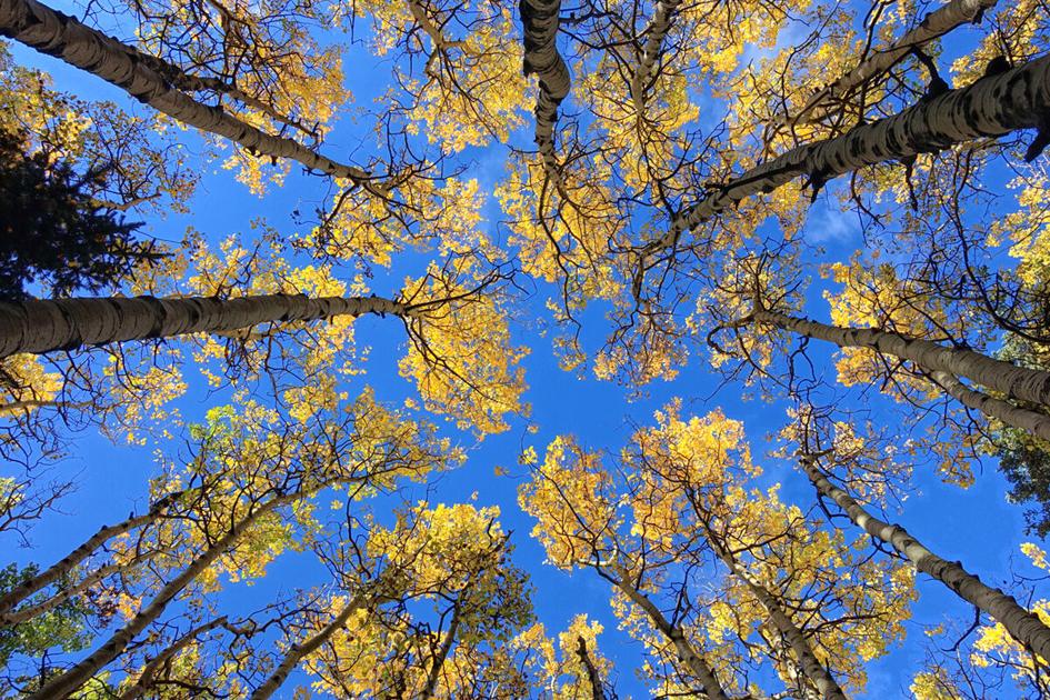 How are the nation’s trees affected by global warming? Community