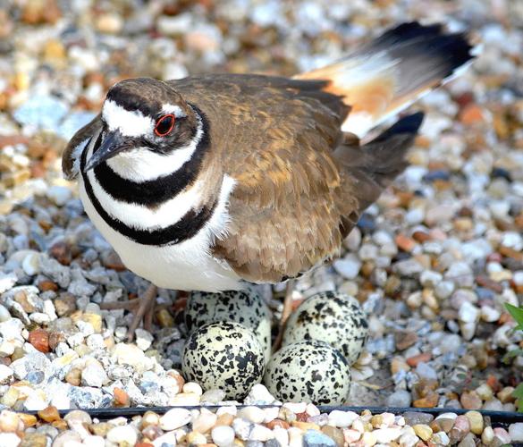 It's nesting time for killdeer News