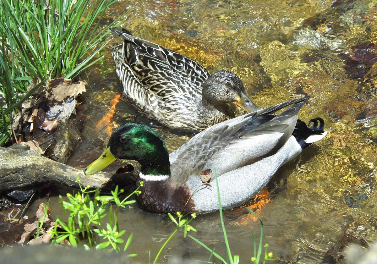 West Virginia Waterfowl Seasons Set For 2016 17 Sports Fayettetribune Com