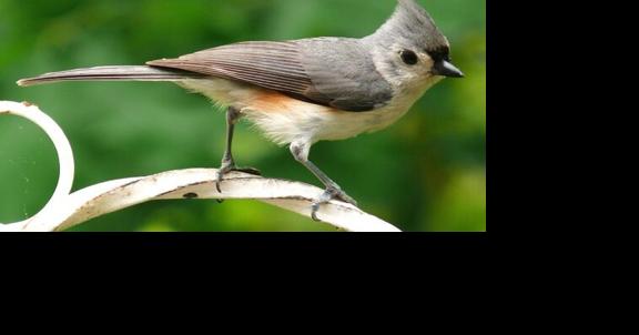 Oak Hill bird count set for Dec. 28 - Vimarsana News
