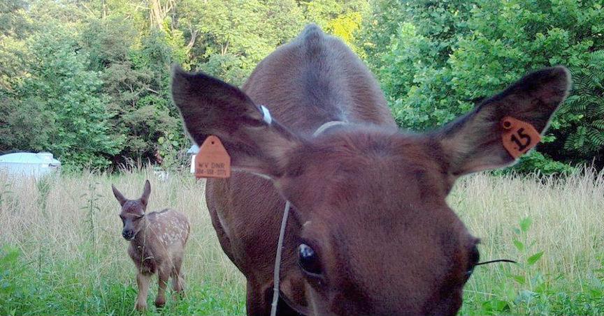 Elk calf born at Tomblin WMA | Sports | fayettetribune.com