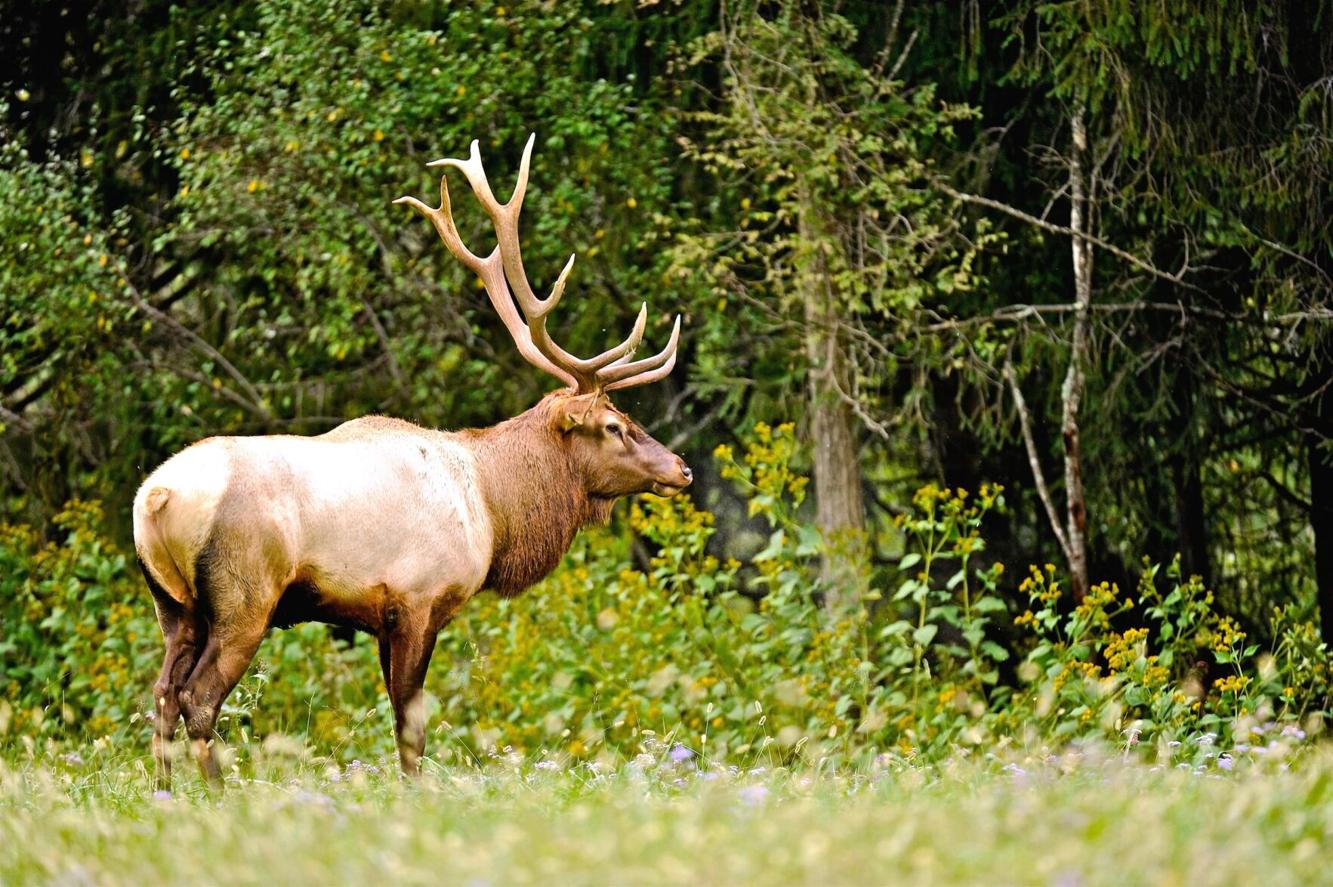 Plans announced to introduce more elk in West Virginia, expand wildlife