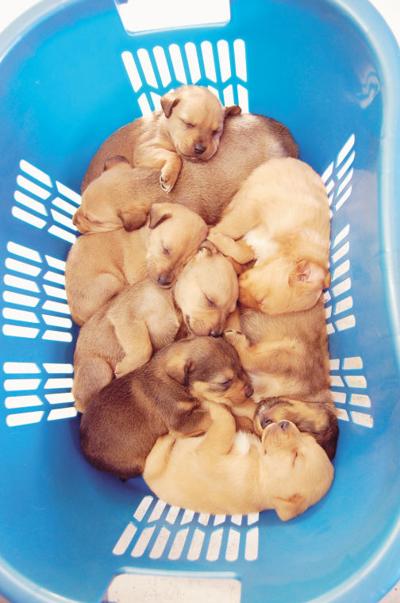 pups