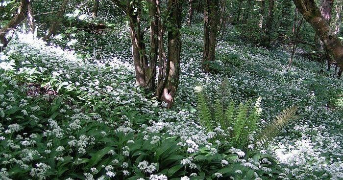 Guidelines issued for responsibly collecting ramps on Monongahela ...