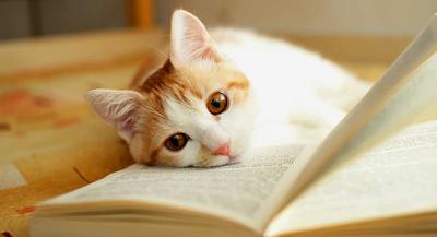 Reading to cats