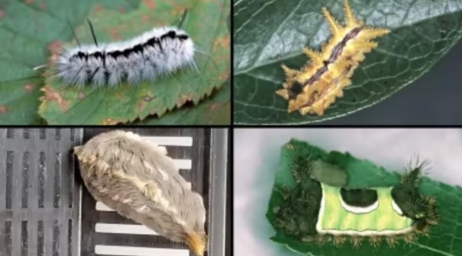 Fuzzy caterpillars help pollinate your garden, but they sting