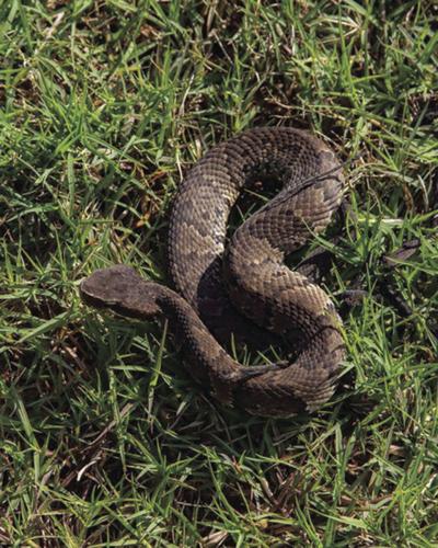 Snakes: Understand them, avoid them - AgriLife Today