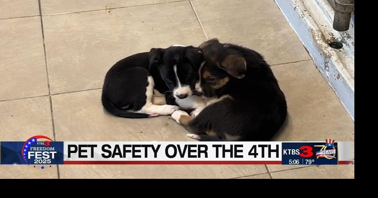 Fireworks can scare pets into running away—here’s how to keep them safe this Fourth of July | News