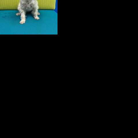 Meet featured adoptable pets at SPCA of East Texas June 2-8, 2025 | News
