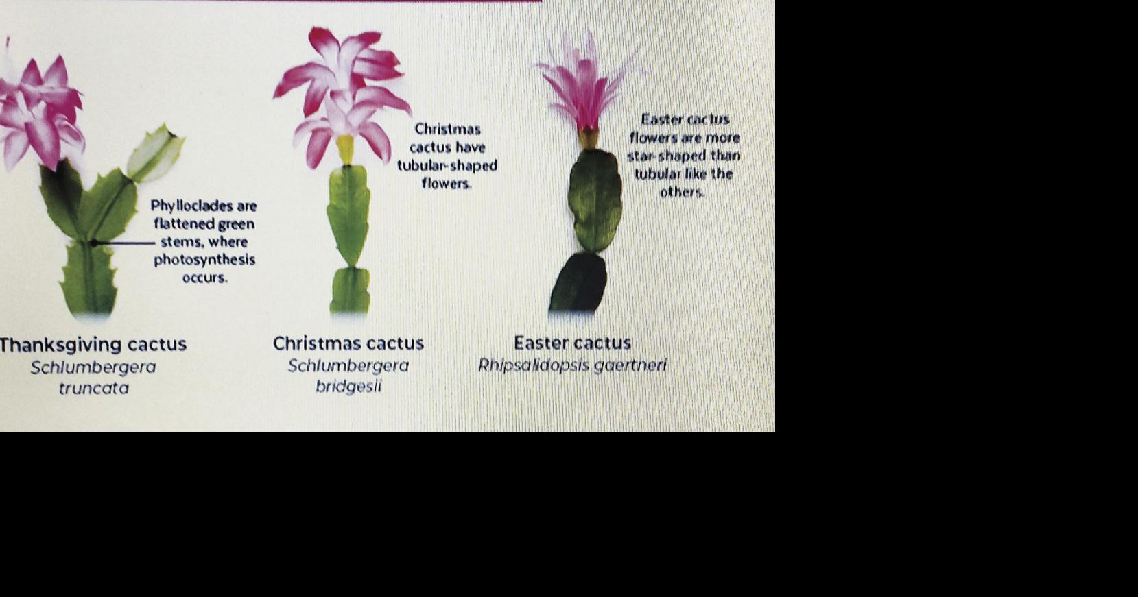 The difference between the three cacti Community