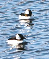 Bufflehead ducks stopped by to rest