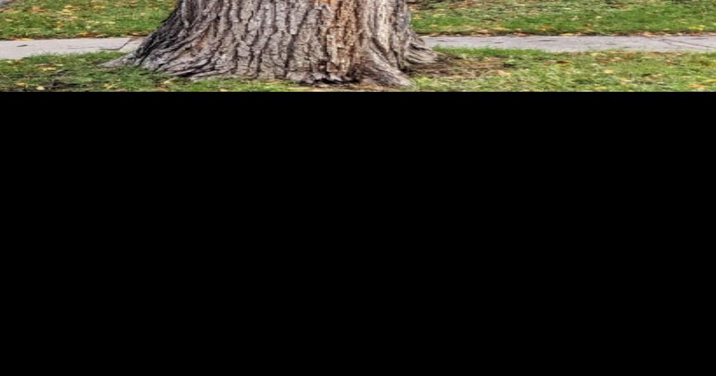 X marks the spot Taking a look at the process of removing diseased elm trees News