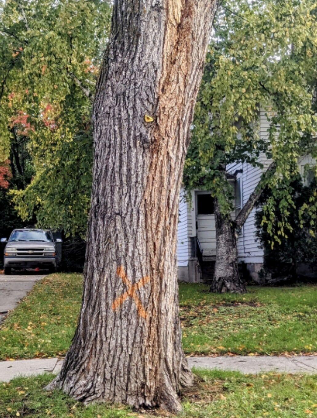 X marks the spot Taking a look at the process of removing diseased elm trees News