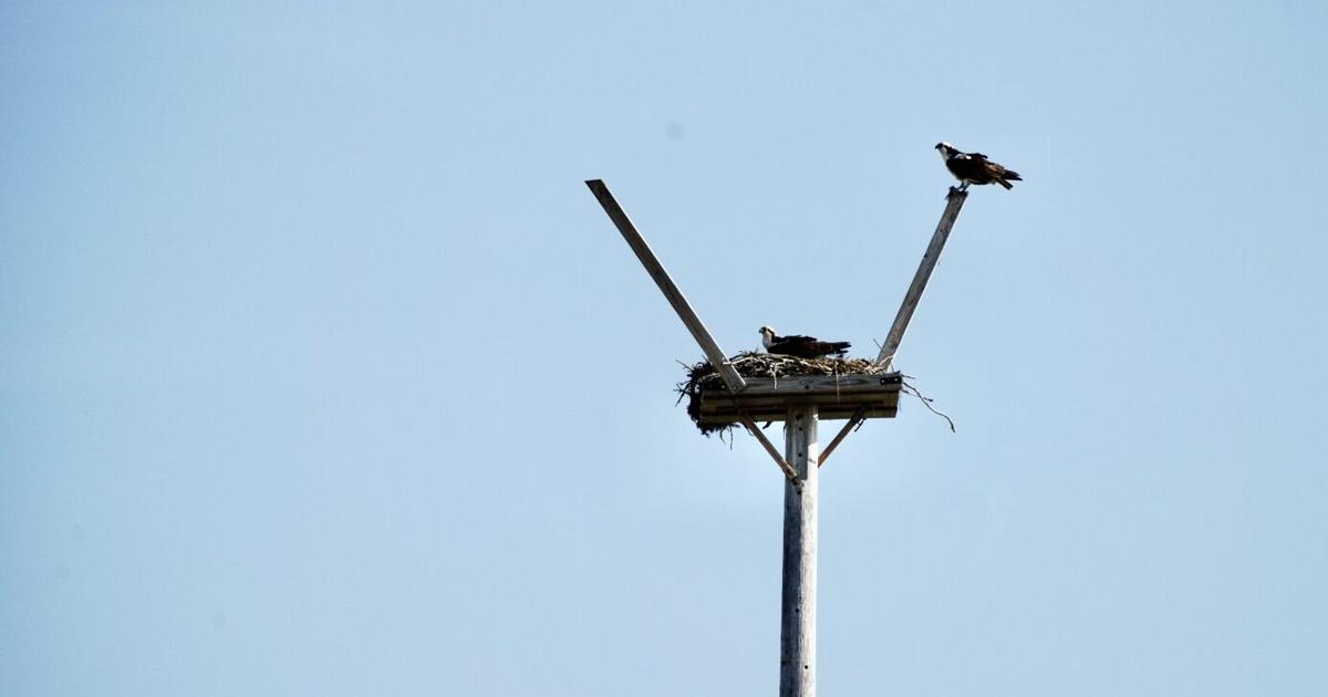 Clean energy | News | fergusfallsjournal.com - Fergus Falls Daily Journal