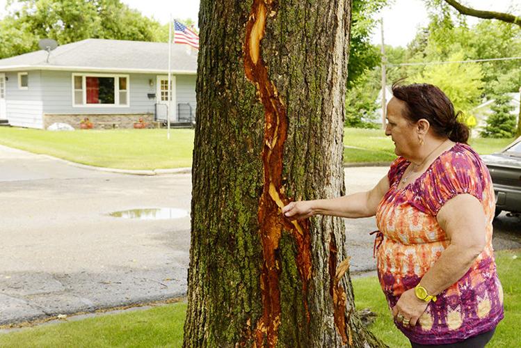 Shocking lightning: Two trees struck by lightning during Tuesday's storm |  News 