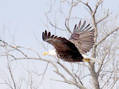 Bald Eagles Migrating Back To Minnesota News