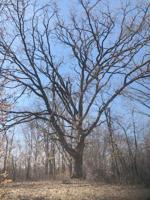 The Far Woods Oak