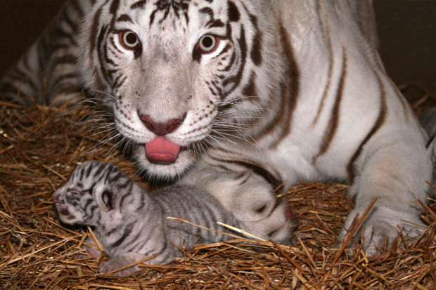 Baby zoo animals