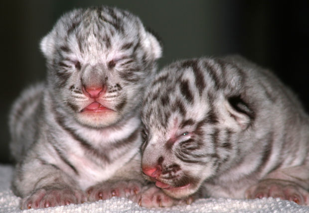 Baby zoo animals