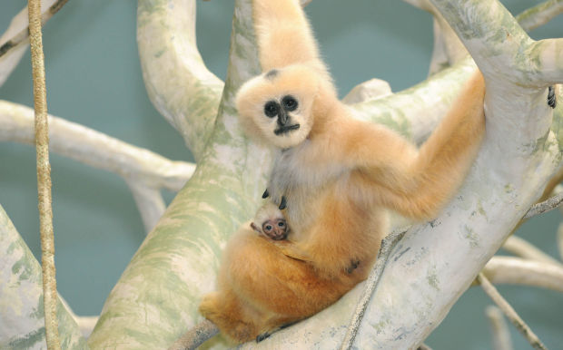 Baby zoo animals