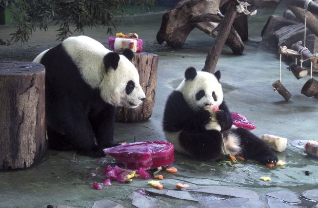 Baby zoo animals