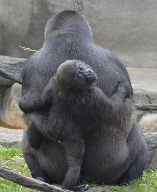 Baby zoo animals