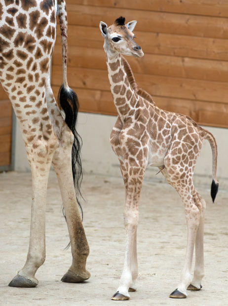 baby zoo animals