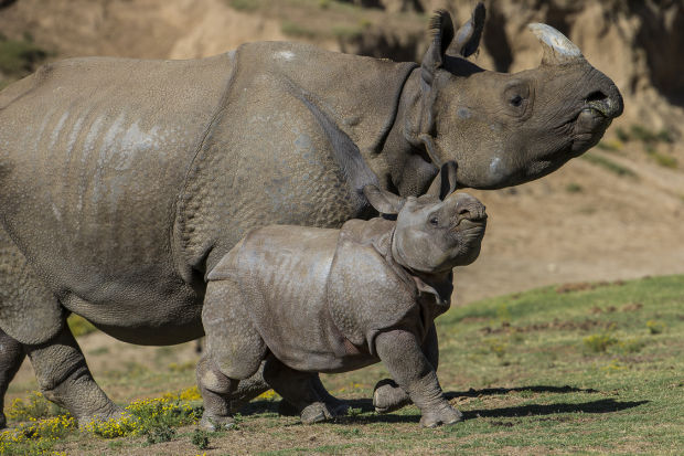 Baby zoo animals
