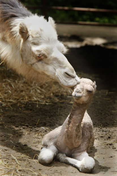 Baby Zoo Animals