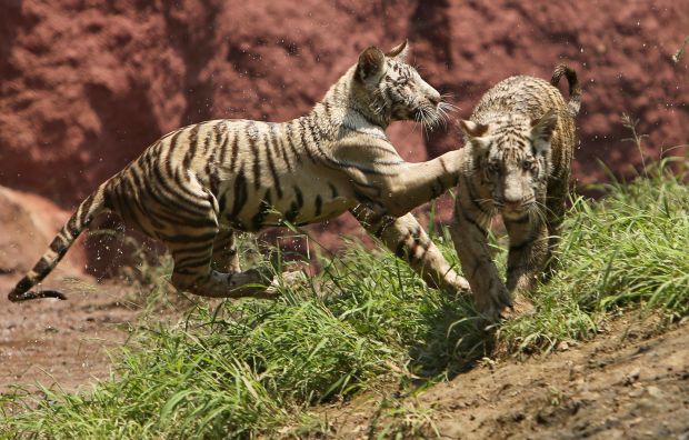 Baby zoo animals