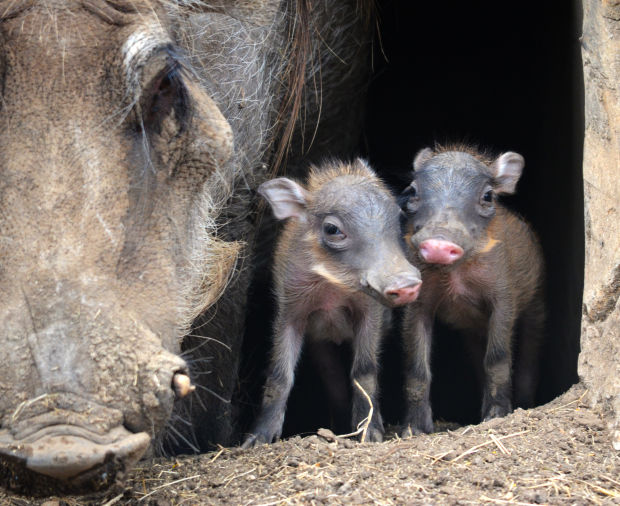 Baby zoo animals