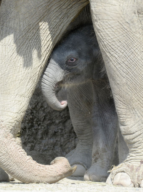 Baby Zoo Animals