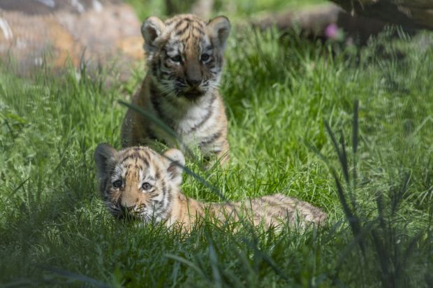 Baby zoo animals