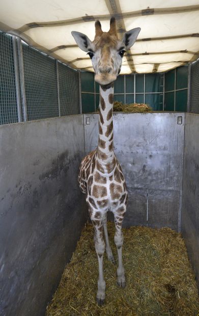 Baby zoo animals