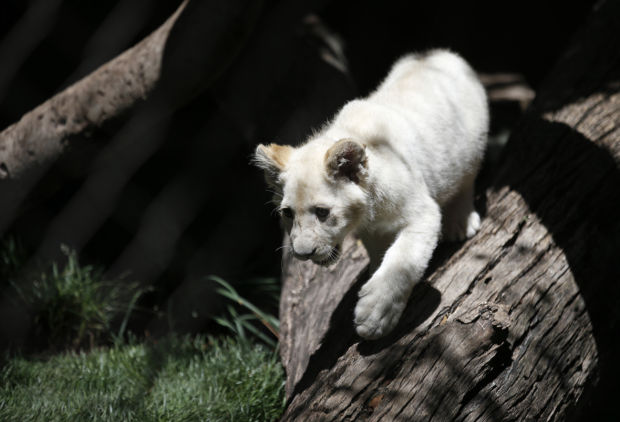 Baby zoo animals