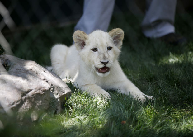Baby zoo animals