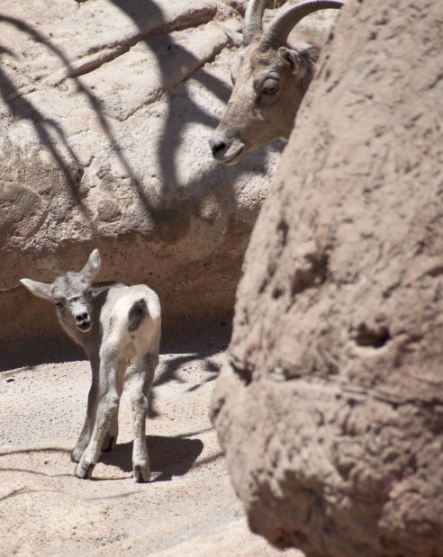 Baby zoo animals