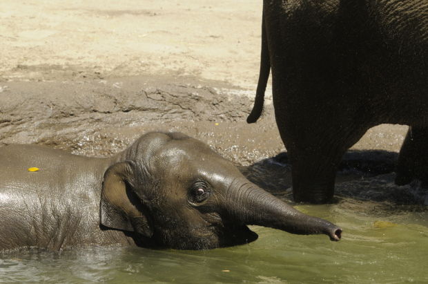 Baby zoo animals