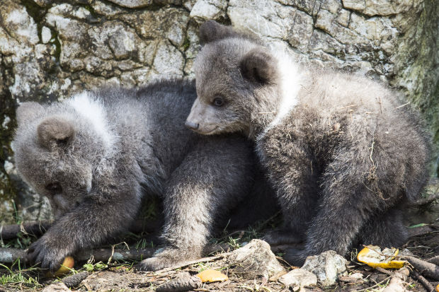 Baby zoo animals