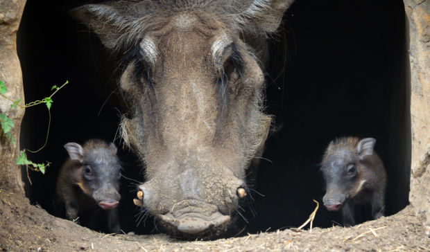 Baby zoo animals